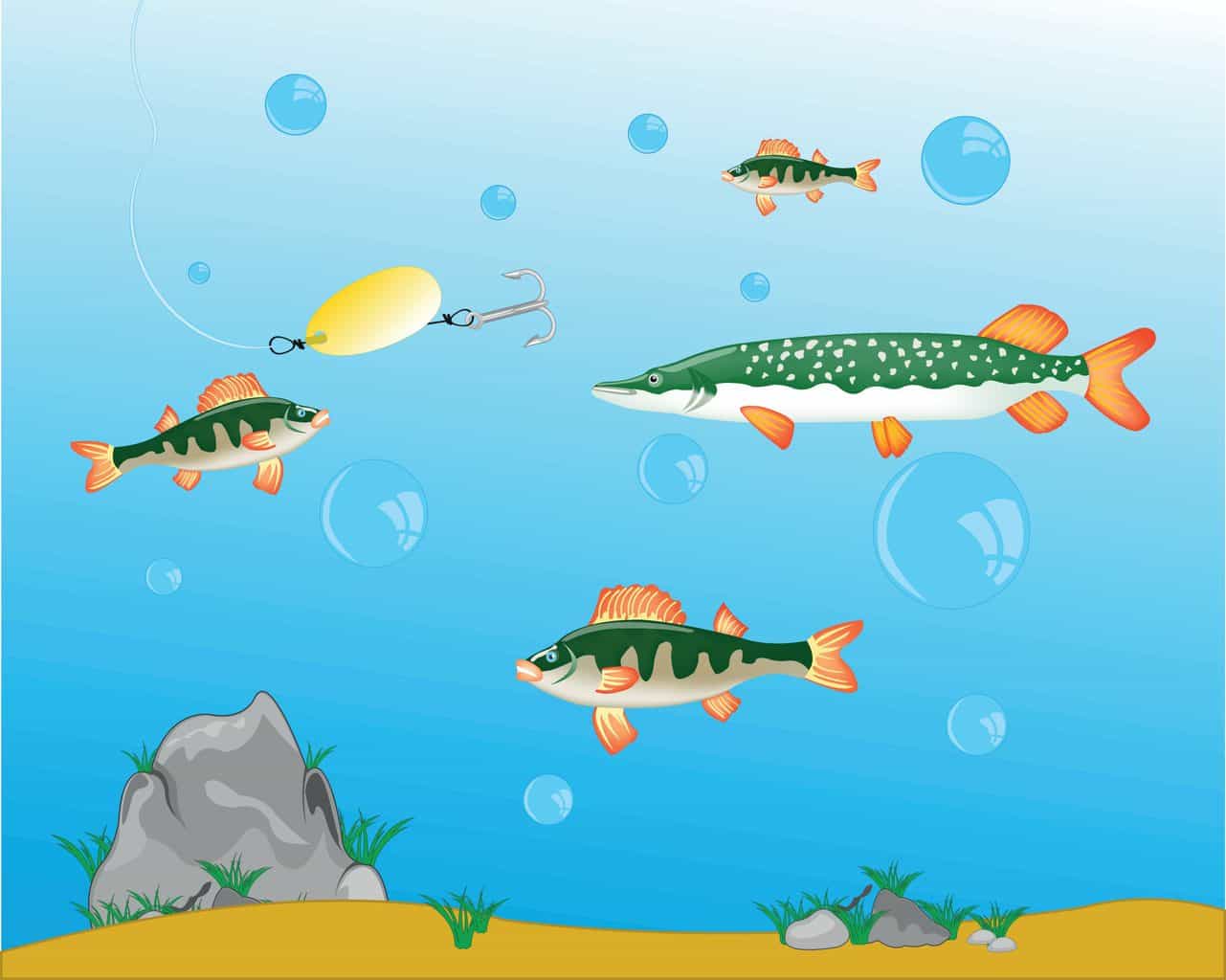 illustration of the best time to catch perch