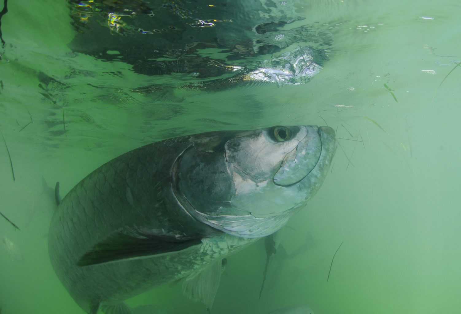 best-time-to-catch-tarpon-all-about-seasons-time-of-day