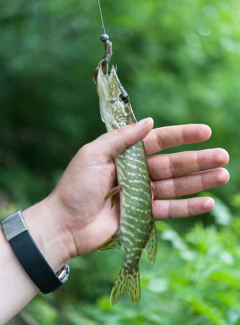 Can You Eat Pike Here s Why You Should and How to Prepare