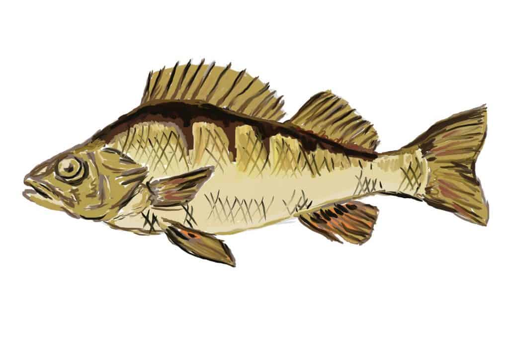 a drawing of a perch fish