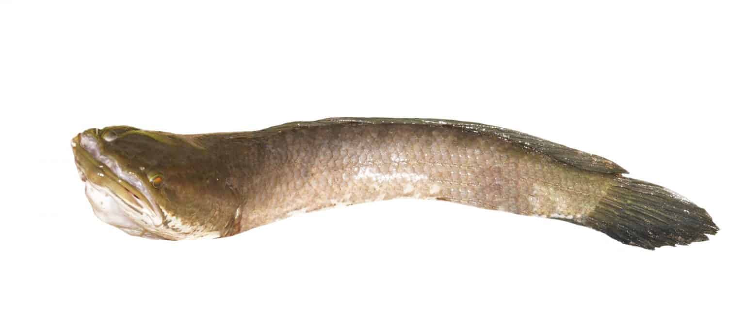 Can You Eat Snakehead Fish And How Does It Taste Fishstainable